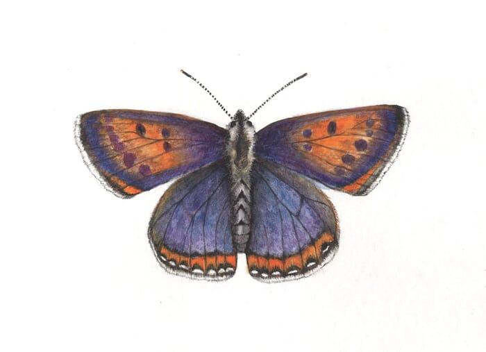 Postkartenset: Schmetterlinge, 4tlg