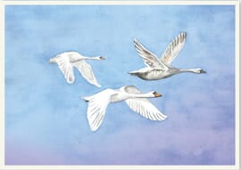 Postcard Flying Swans 