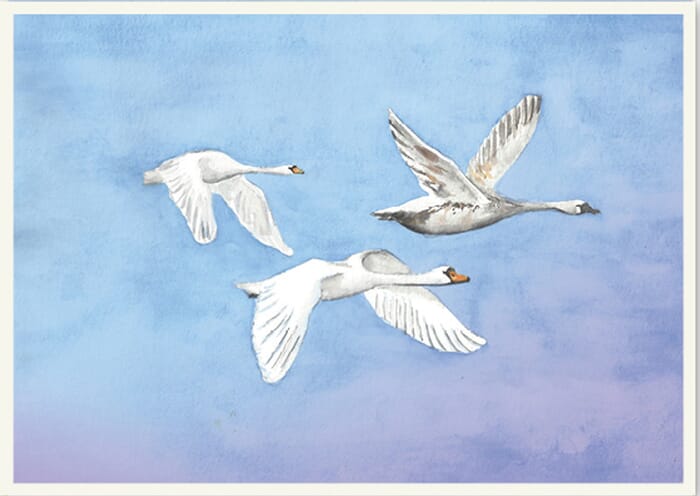 Greeting Card Flying Swans