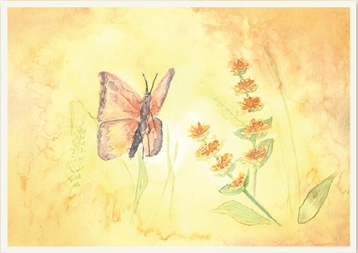 Carte postale : Papillon