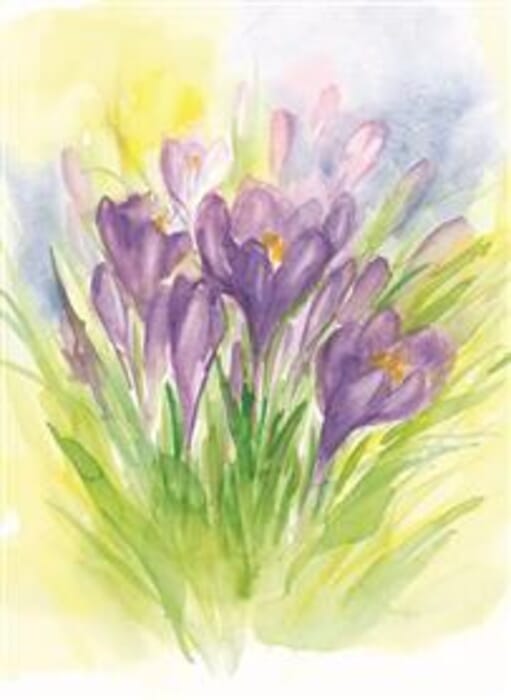 Carte postale Crocus en fleurs