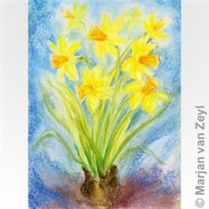 Carte postale : Narcisses jaunes