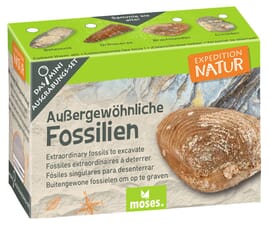 Mini-Ausgrabungsset Außergewöhnliche Fossilien